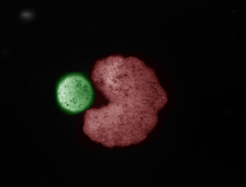 An AI-designed xenobot (C shape; red) sweeping up stem cells that have been compressed into a ball.