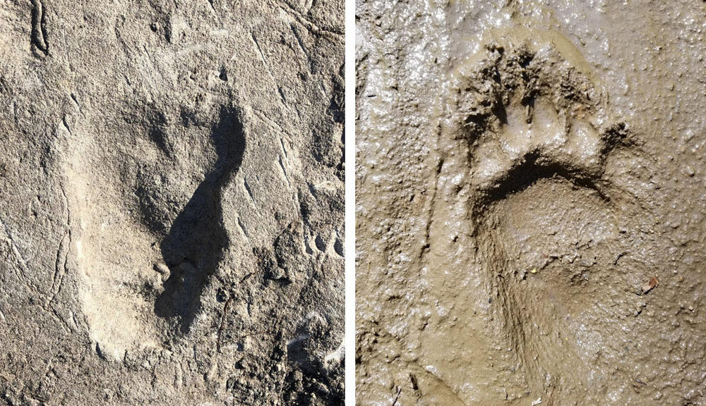 On the left is a nearly 3.7 million-year-old fossil footprint now believed to have been made by an early human. On the right is the rear footprint of a young black bear.