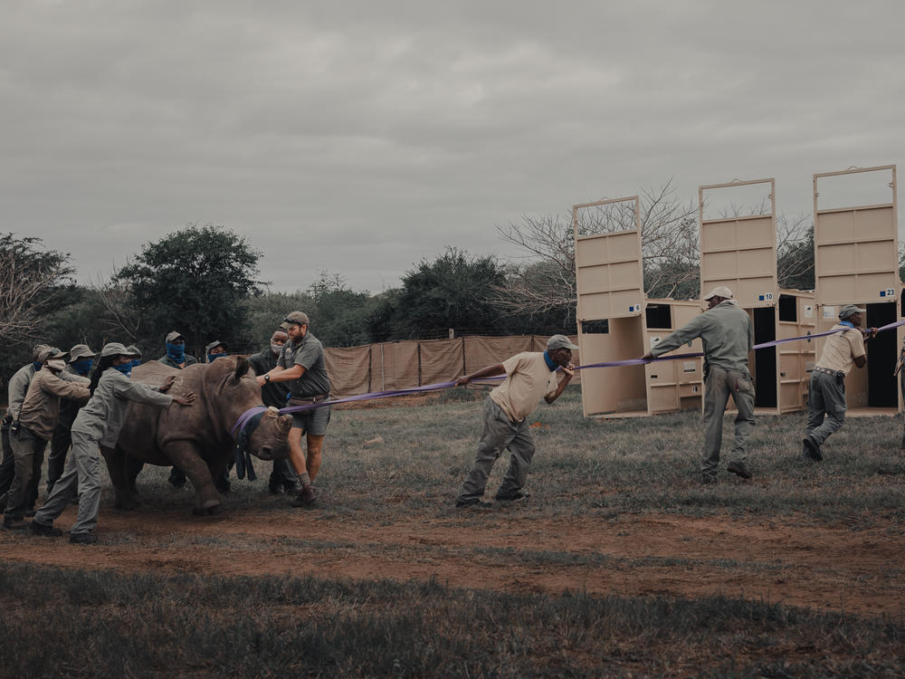 A tranquilized rhino is guided into crates at the andBeyond Phinda Private Game Reserve in South Africa.