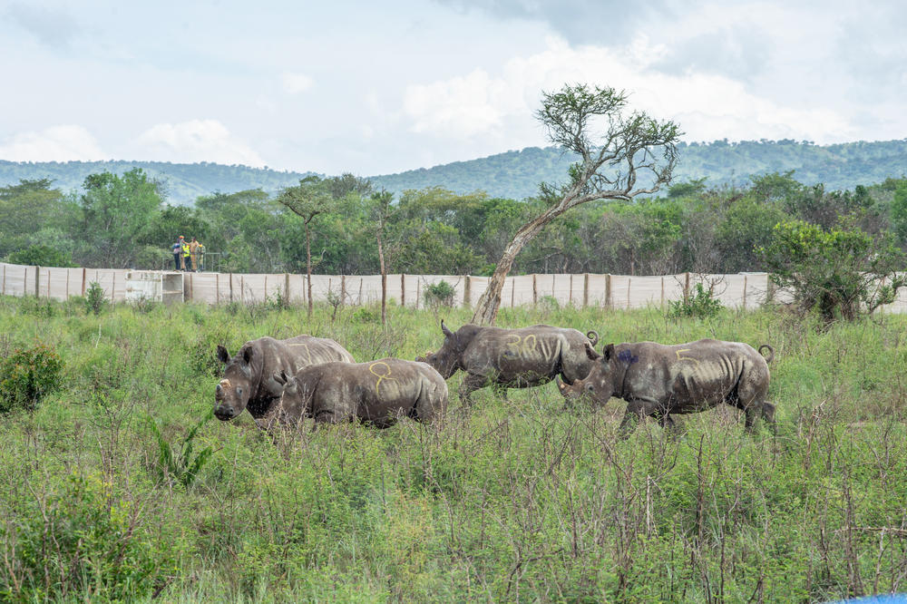 White rhinos are introduced into Akagera National Park in Rwanda.
