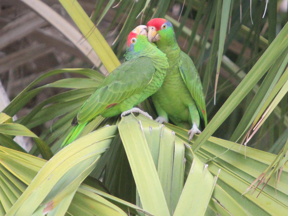 A researcher in South Texas is trying to understand what male and female red-crowned parrots communicate to each other. The species is beloved in the Rio Grande Valley, but endangered.