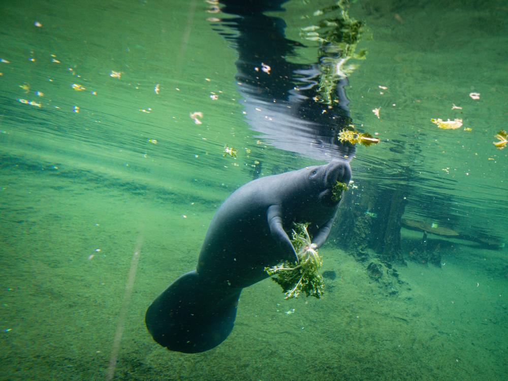 A manatee eats in a recovery pool at the David A. Straz Jr. Manatee Critical Care Center in ZooTampa at Lowry Park in Tampa on Jan. 19.