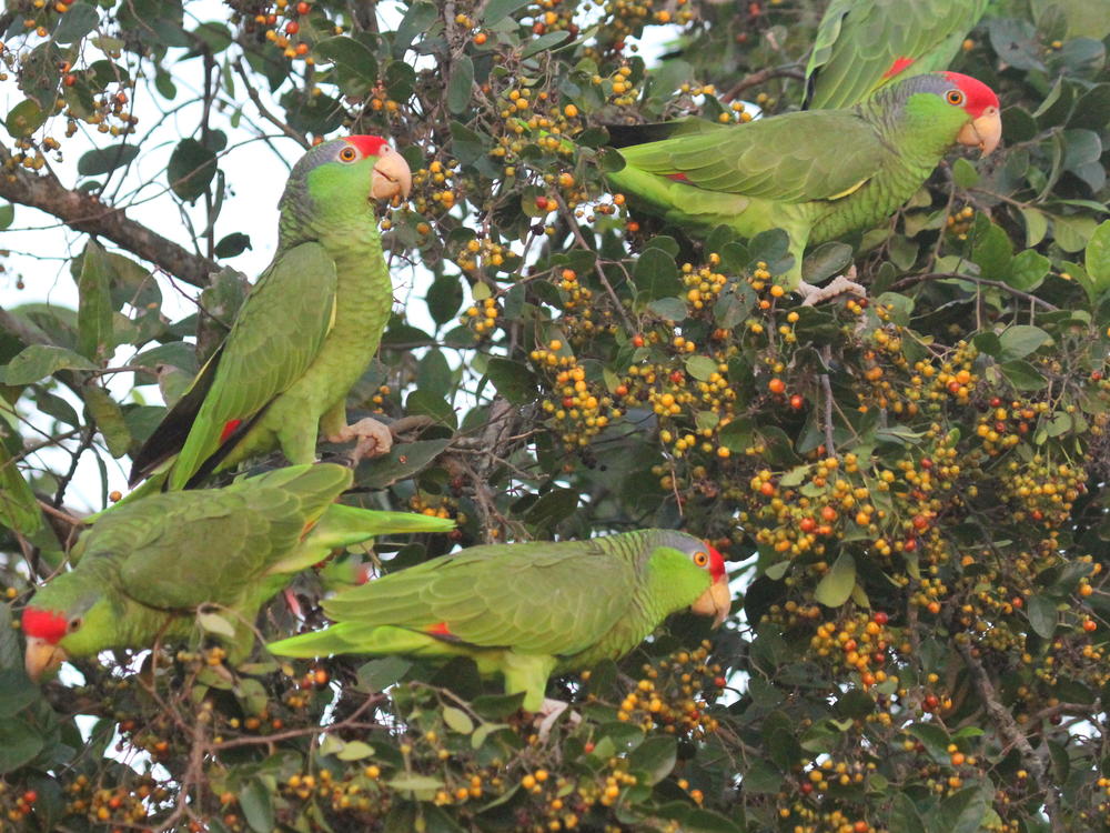 Parrots, along with ravens, are considered the most intelligent birds in the avian world. The Rio Grande Valley of Texas is a favorite spot for parrot-watchers.
