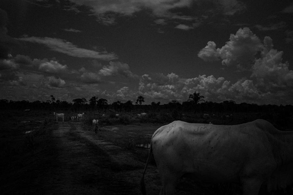 Cattle graze on deforested land on highway BR-319, in the rural area of Humaitá, Amazonas, Brazil, on Oct. 20, 2021. Located on the highway between the states of Amazonas and Rondonia, Humaitá is known for its environmental conflicts, with illegal land grabbers, farmers, ranchers, loggers and miners.