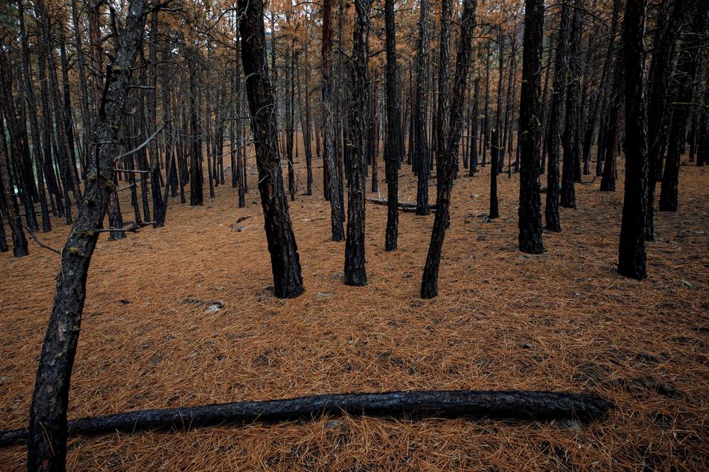 Trees charred by wildfires on the outskirts of Lytton, British Columbia.