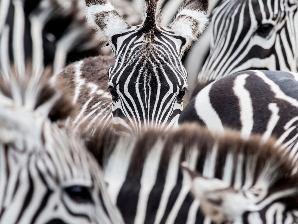 Zebras are seen at the La Ponderosa Adventure Park in Guanacaste, Costa Rica.