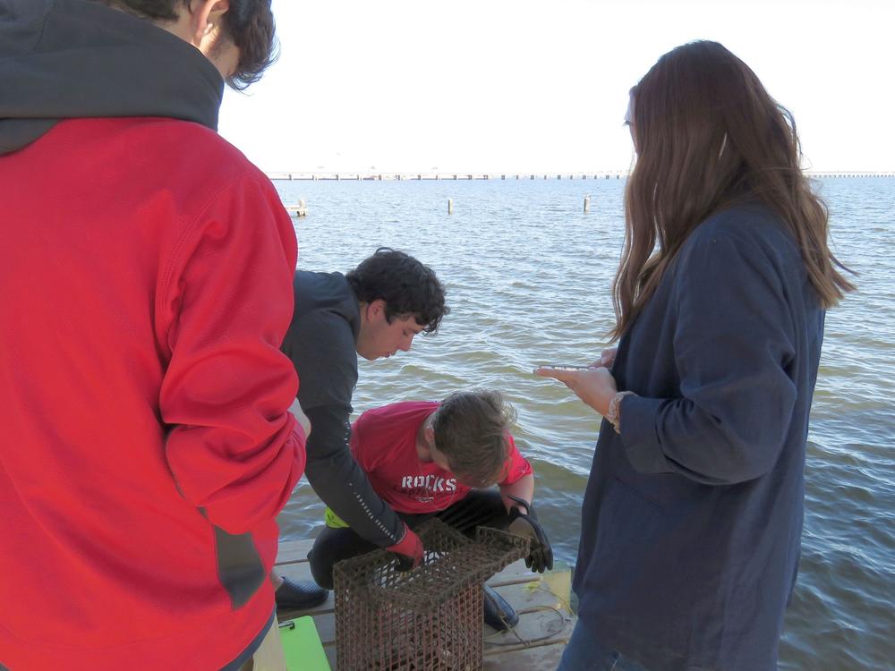 St. Stanislaus HIgh School seniors Dayton Hall, left, and Jackson Mountjoy prepare to remove oyster shells from a wire cage to measure any baby oysters attached to them at the school's oyster garden in Bay St. Louis, Miss.