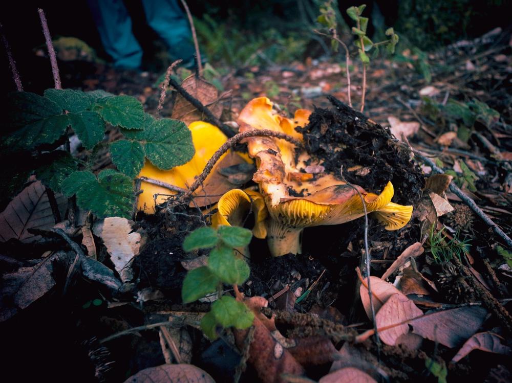 Gebhart and Anderson say that sometimes all you see is a bright orange popping out against the forest floor.