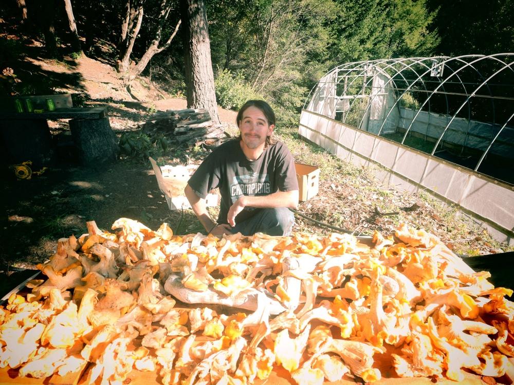 Dan Gebhart surveys some of the haul of chanterelle mushrooms.