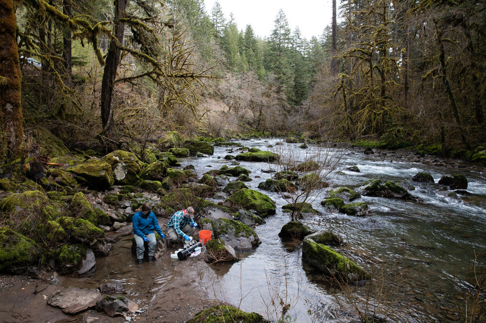 Brooke Penaluna and Kevin Weitemier filter samples of river water on the banks of the Santiam River's south fork east of Cascadia, Ore. <a href=