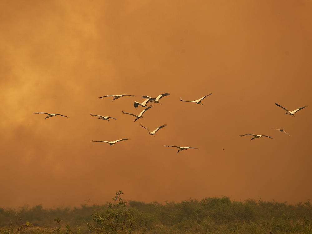 Birds fly past as a fire consumes an area next to the Trans-Pantanal highway in the Pantanal wetlands near Pocone, Mato Grosso state, Brazil, on Sept. 11, 2020.