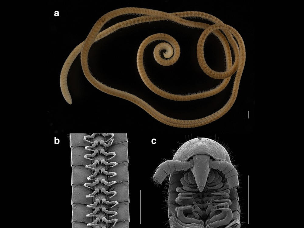 The leggiest animal on the planet, <em>Eumillipes persephone</em>, from Australia. (<strong>A</strong>) female with 330 segments and 1,306 legs (paratype specimen, T147124). (<strong>B</strong>) ventral view of legs (male holotype, T147101). (<strong>C</strong>) dorsal view of head and ventral view of gonopods (male holotype, T147101). Scale bars, 0.5 mm.