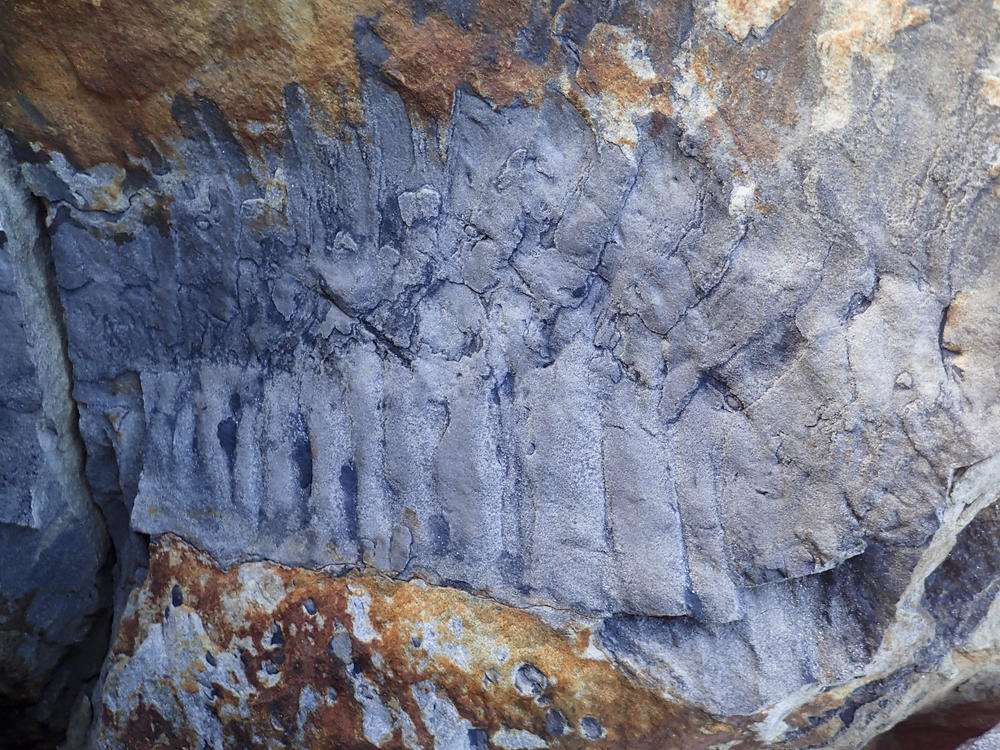 Fossilized section of the giant millipede <em>Arthropleura</em>, found in a sandstone boulder in the north of England.