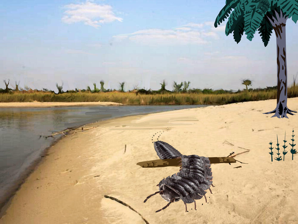 An artist's rendering of Arthropleura.