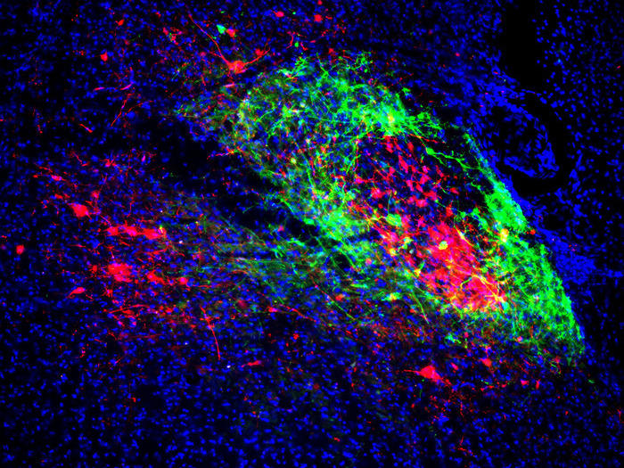 Shell neurons (green) project to the breathing center and core neurons (red) project to the pain/emotion center. Brain scientists have found the two are linked, shedding new light on opioid overdoses