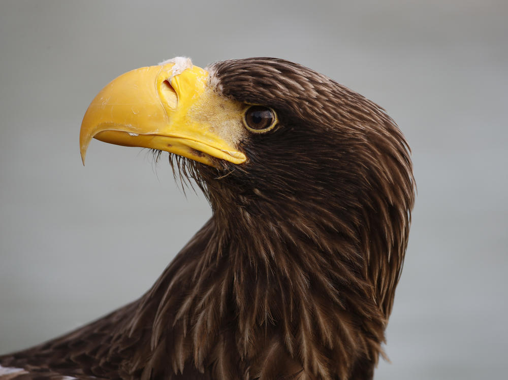 A Steller's sea eagle is pictured in 2014 in Paris during a presentation of several endangered raptor species. A Steller's sea eagle, native to Asia, was spotted in Massachusetts this week.