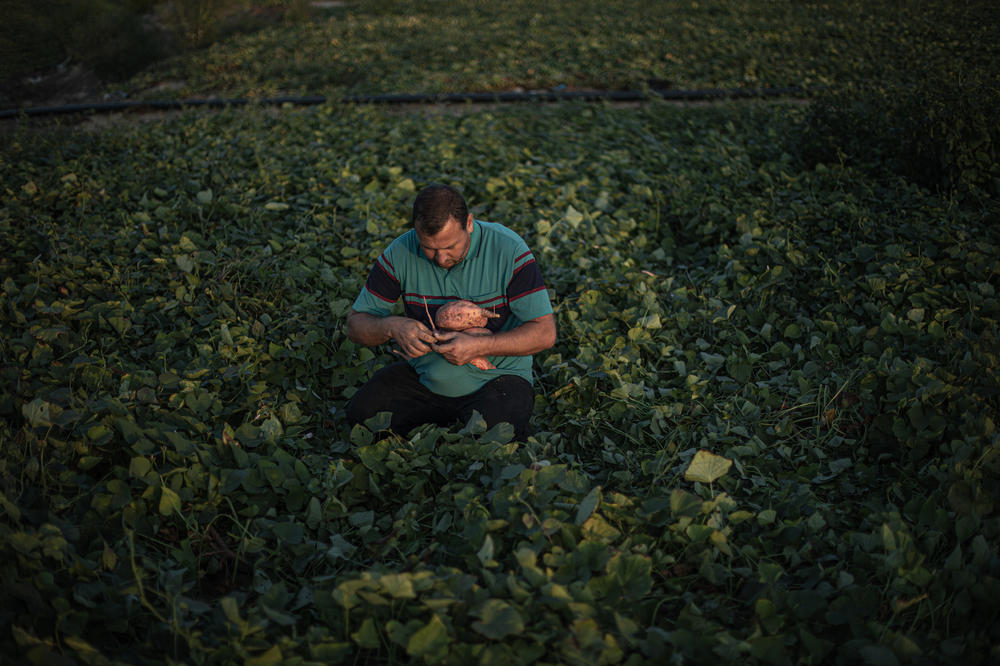 Farmer Marwan Abu Salah picks sweet potatoes from his land in Rafah, south of Gaza City.
