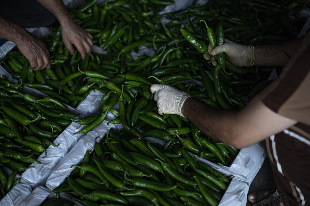For this year's <em>shmita</em>, in addition to tomatoes and eggplants, Israel added other crops, including peppers and sweet potatoes, to its list of approved vegetable imports from Gaza.