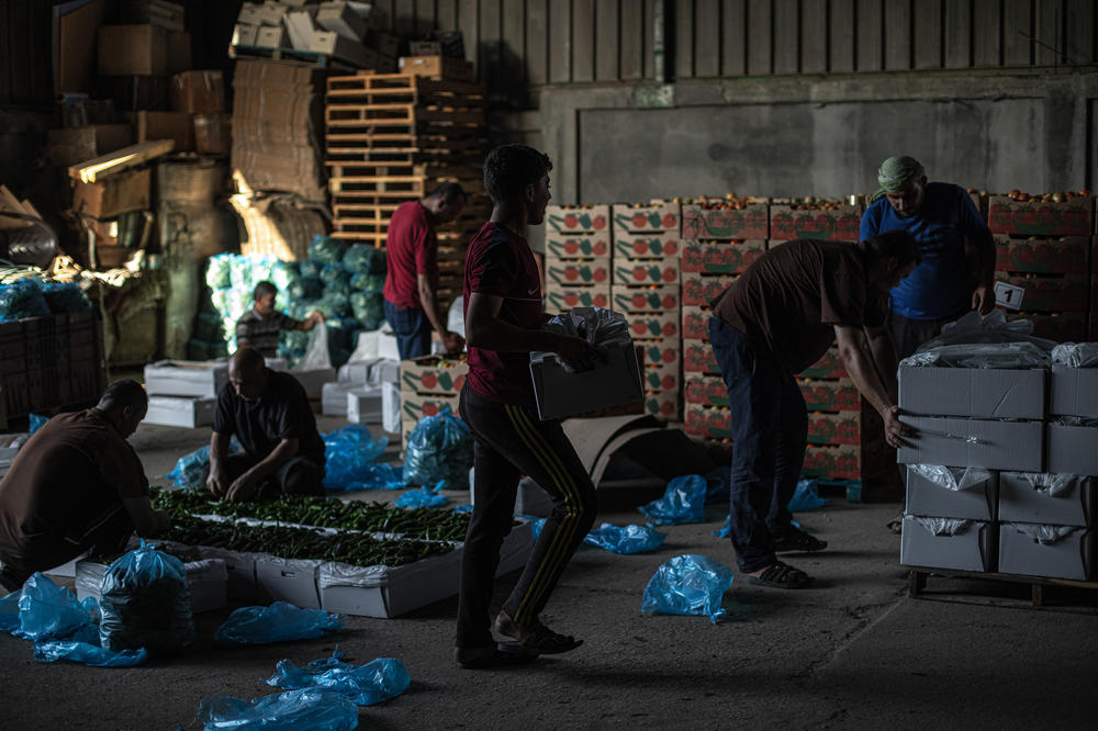 When interviewed, Gaza farmers were not versed in the religious reasoning behind what they call 
