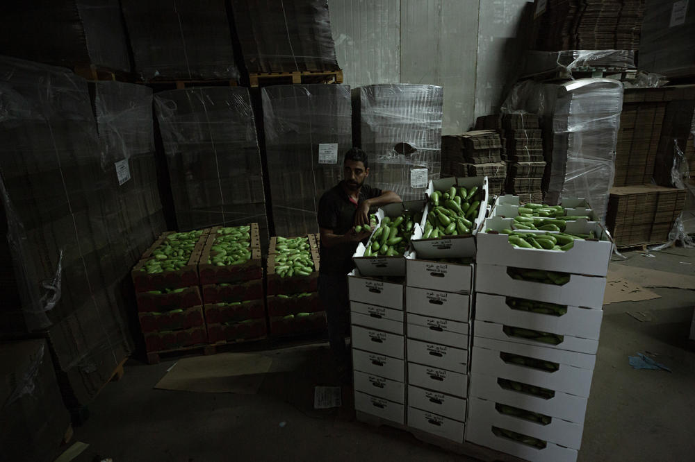 Palestinian workers in Gaza prepare vegetables for export to the West Bank. They were promised a chance to export to Israel but have grown impatient. Some planted extra crops, expecting big sales in Israel, and ended up throwing away produce or selling it for cheap on the local market.