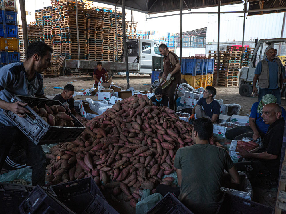 Palestinian workers clean dirt off sweet potatoes to prepare them for export to the West Bank.