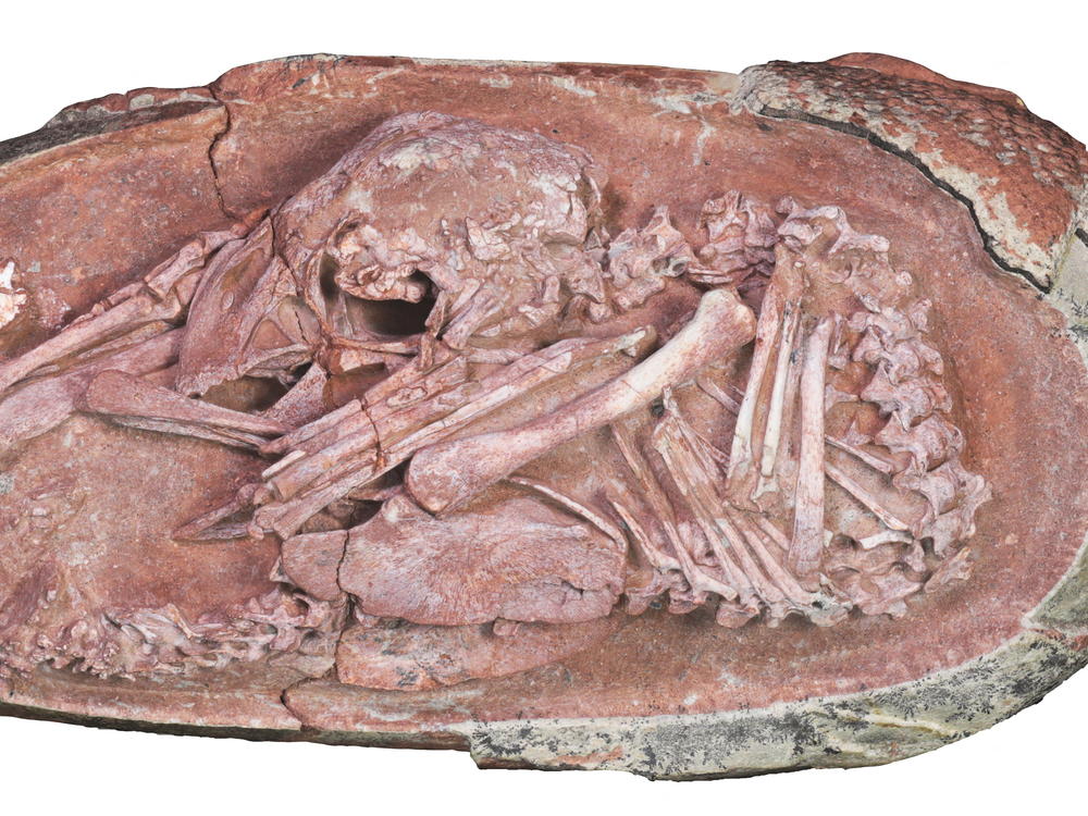 View of the oviraptorosaur embryo 