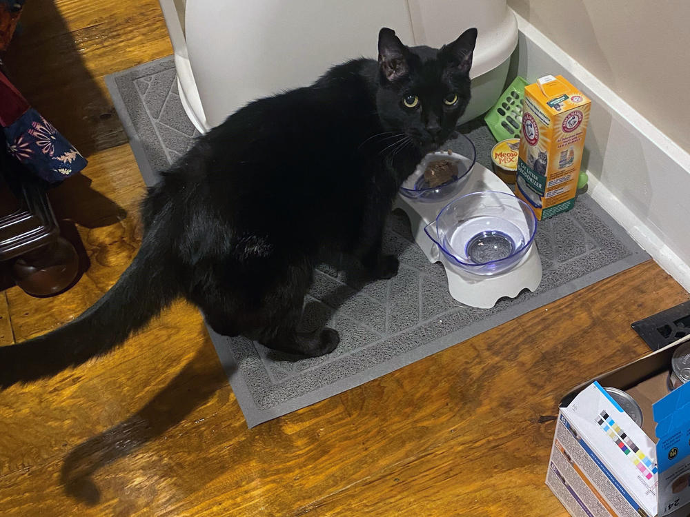 Madix the cat was found in the rubble of Sonny 