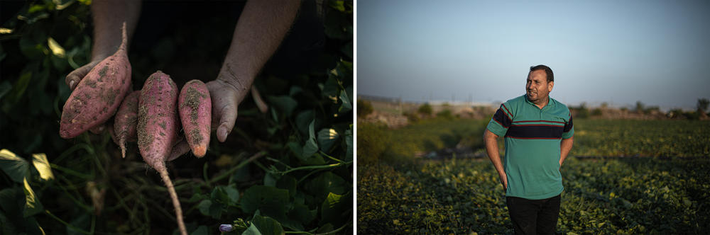 Israel will allow farmers in the blockaded territory to export cucumbers, zucchini, peppers and sweet potatoes for Israeli consumption this coming year, according to Israel's Agriculture Ministry.