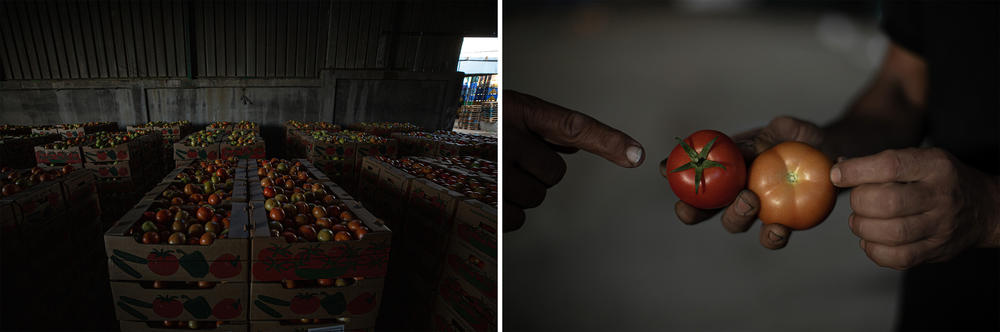 Israel has permitted the import of Gaza tomatoes since the <em>shmita </em>year in 2015. Gaza farmers protest Israeli agricultural requirements to remove the tomato stems, saying this damages the produce.