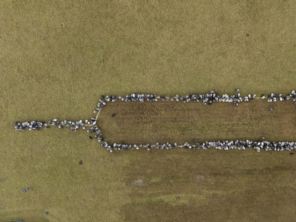 Sheep and goats stand together on Monday in Schneverdingen, Germany, as they form an approximately 330-foot syringe to promote vaccinations against COVID-19.