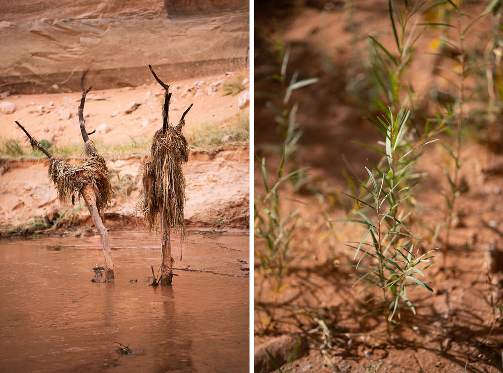 Preserved trees that were underwater for decades have caught grasses and other natural materials. Young willow trees sprout in the sediment in areas that water from Lake Powell used to fill.