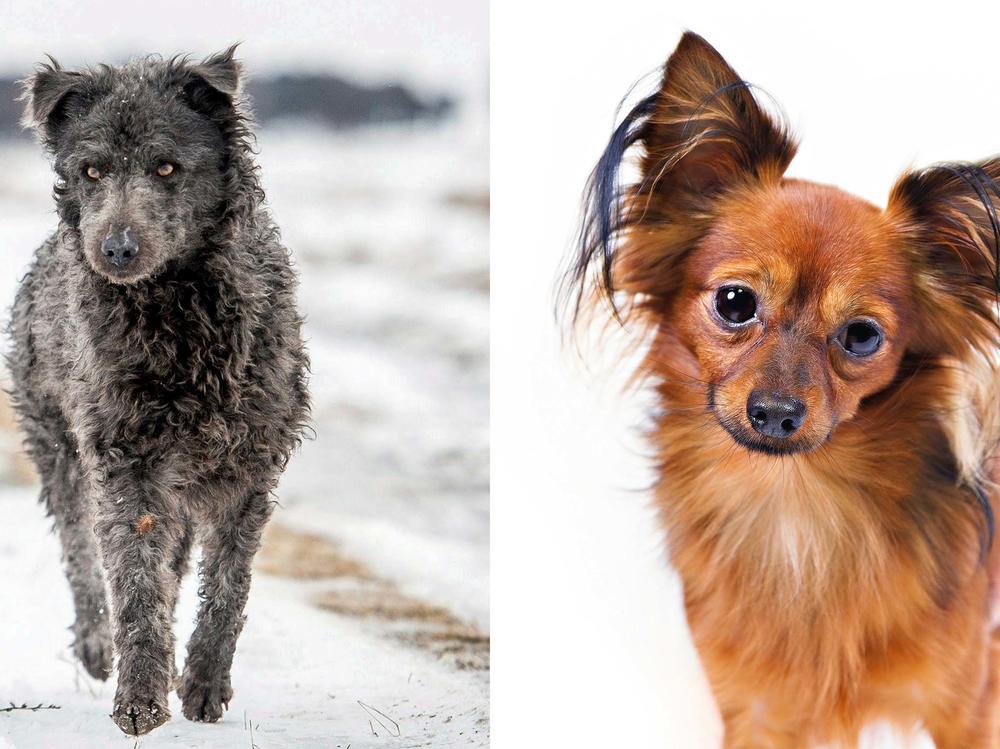 The mudi (left), a Hungarian species farm dog, and the Russian toy are the newest breeds to be recognized by the American Kennel Club.