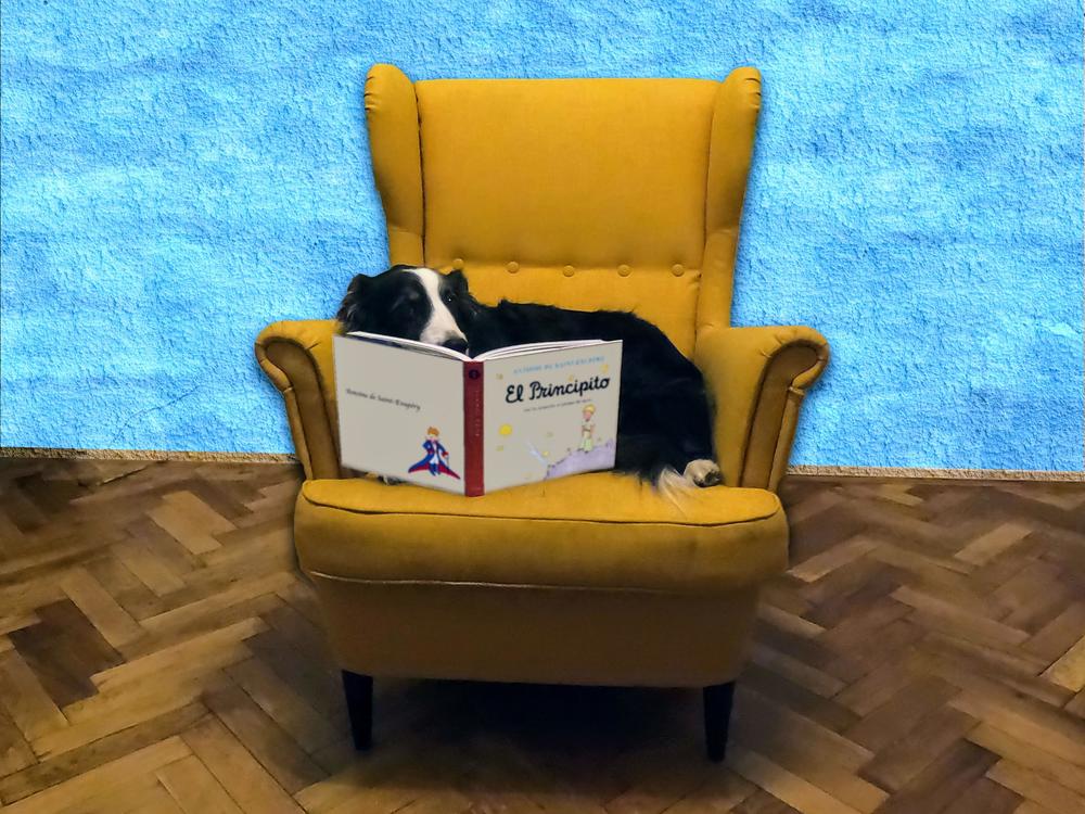 Kun Kun catches up on some reading.