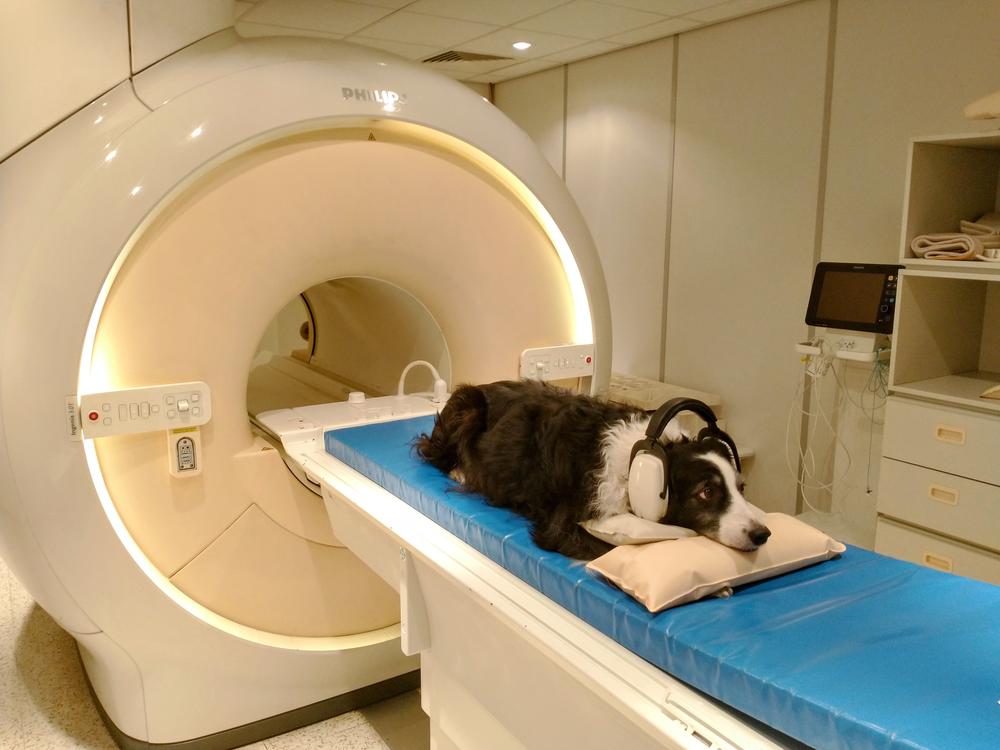 Kun Kun gets ready for a test to tell if dogs can distinguish languages from each other.