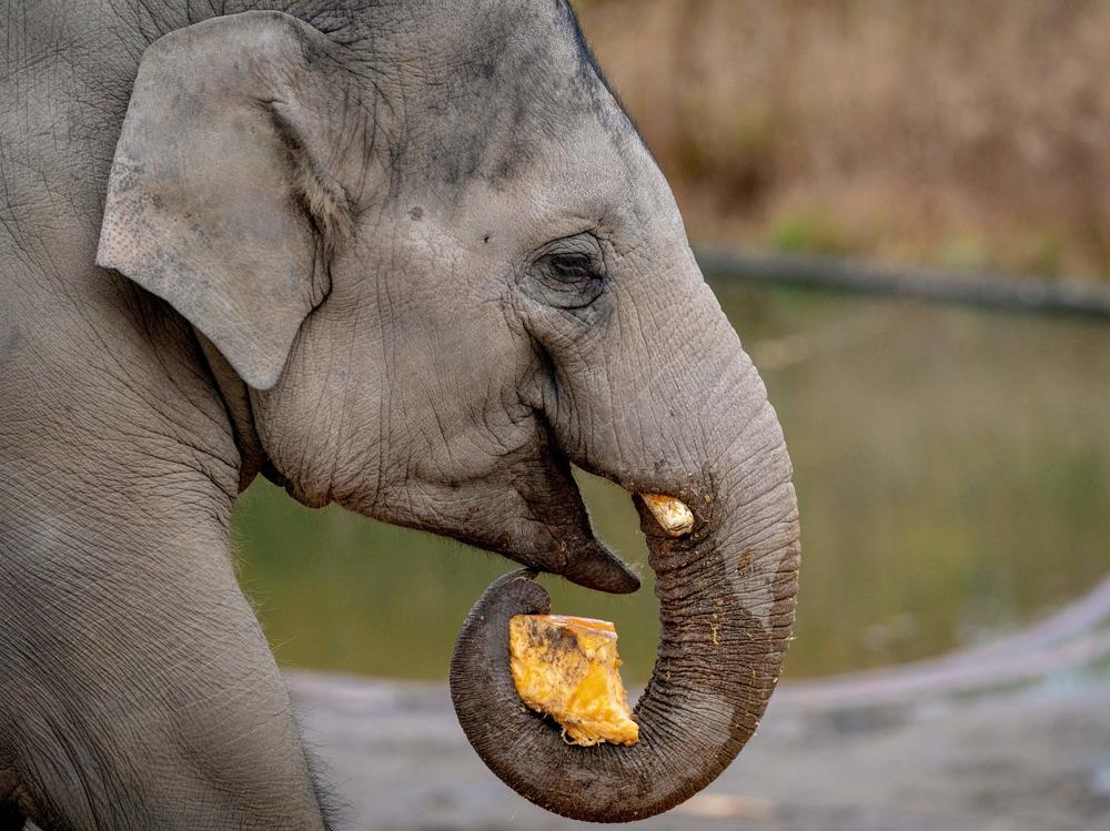 Researchers were able to detect DNA from elephants at the Copenhagen Zoo simply by sampling the air nearby.