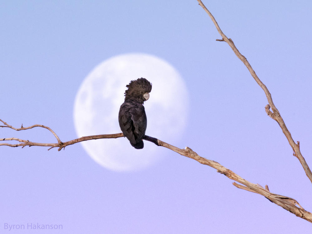 A red-tailed black cockatoo is seen sitting on a branch with the moon behind it. The bird is one of more than 50 featured on the album <em>Songs of Disappearance </em>that features the sounds of many of Australia's endangered birds.