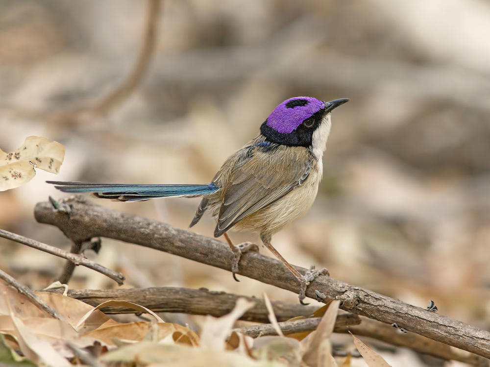 The purple-crowned fairy-wren is another one of the birds featured on the hit album <em>Songs of Disappearance.</em>