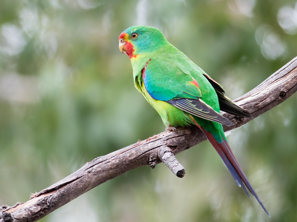 Though Songs<em> of Disappearance </em>did beat out Taylor Swift for one of the top spots on Australia's top 50 chart, a swift was still present in the form of the song from a swift parrot like the one featured above.