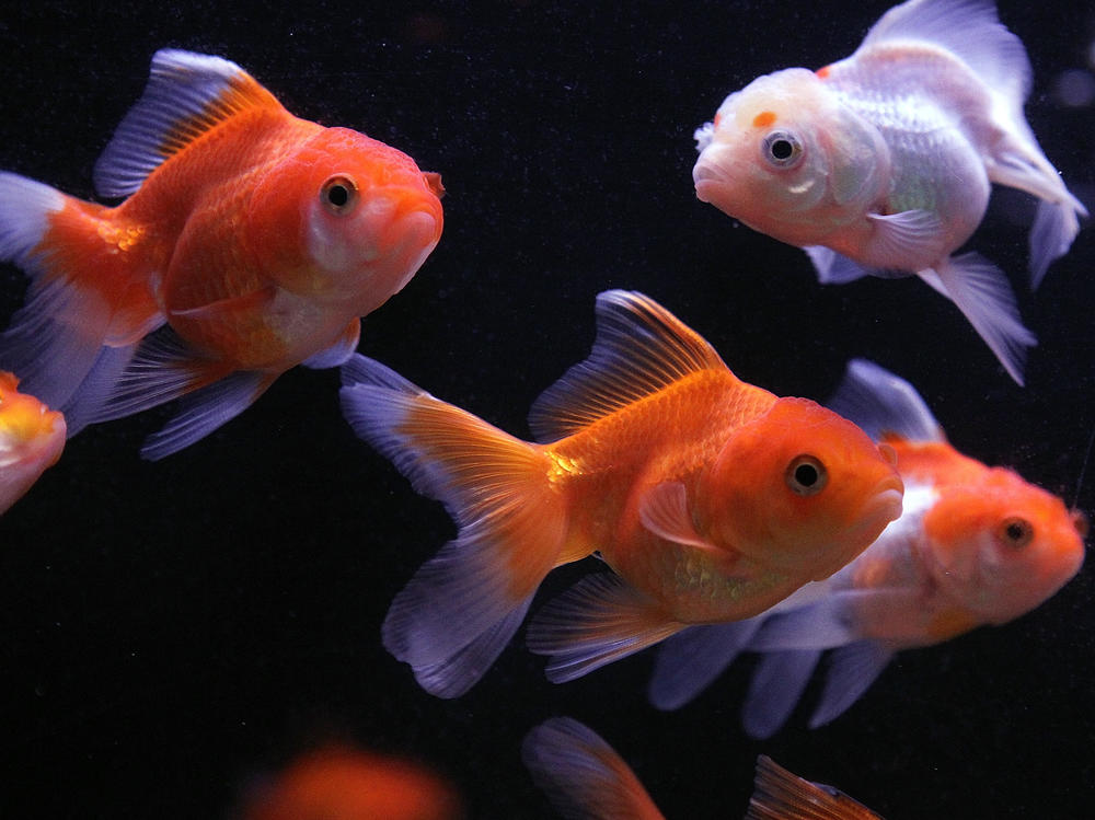 Sure a goldfish can mingle in a tank, but some have taken their movement to the next level by operating robotic vehicles on land as part of an animal behavior experiment.