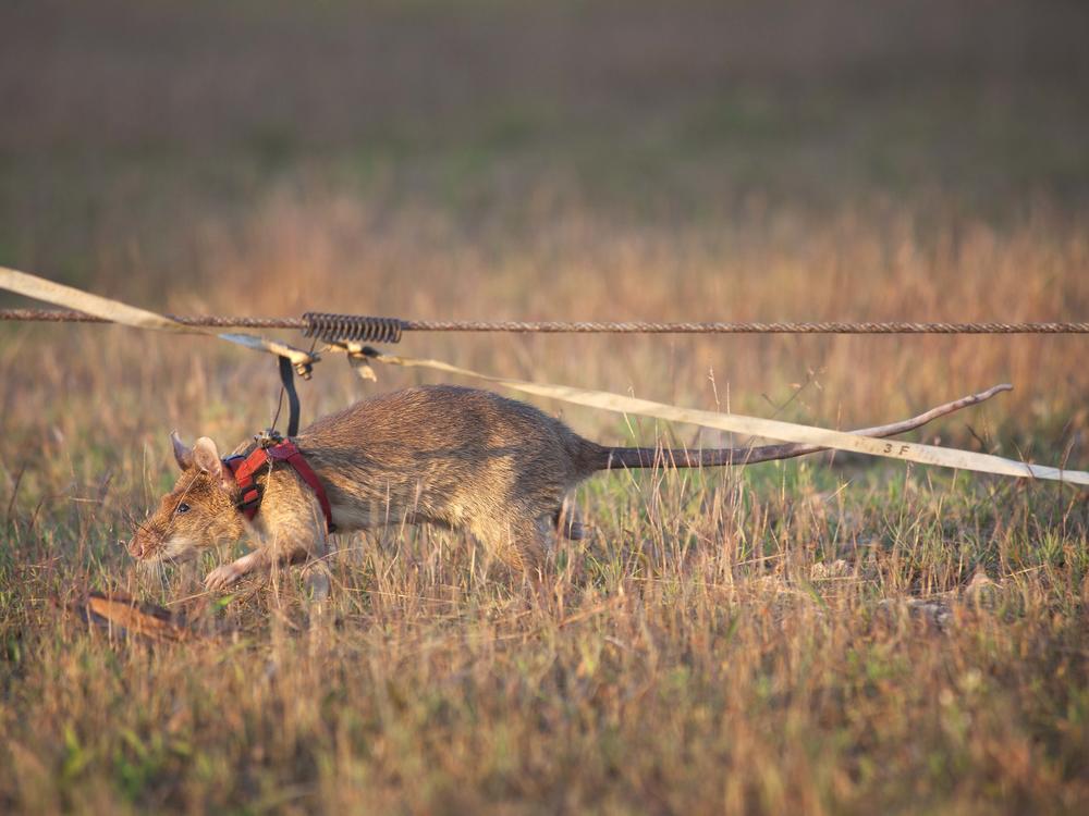 Magawa is shown here working to detect land mines, a job the animal did for years.