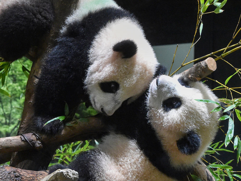 In this photo provided by Tokyo Zoological Park Society, Japanese-born twin pandas Xiao Xiao, top, and Lei Lei, bottom, are seen together at Ueno Zoo in Tokyo, Wednesday, Jan. 12, 2022.