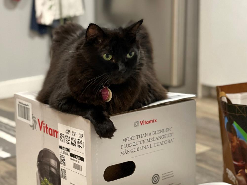 One of Gerson-Neeves' three cats sits atop her Vitamix blender. 