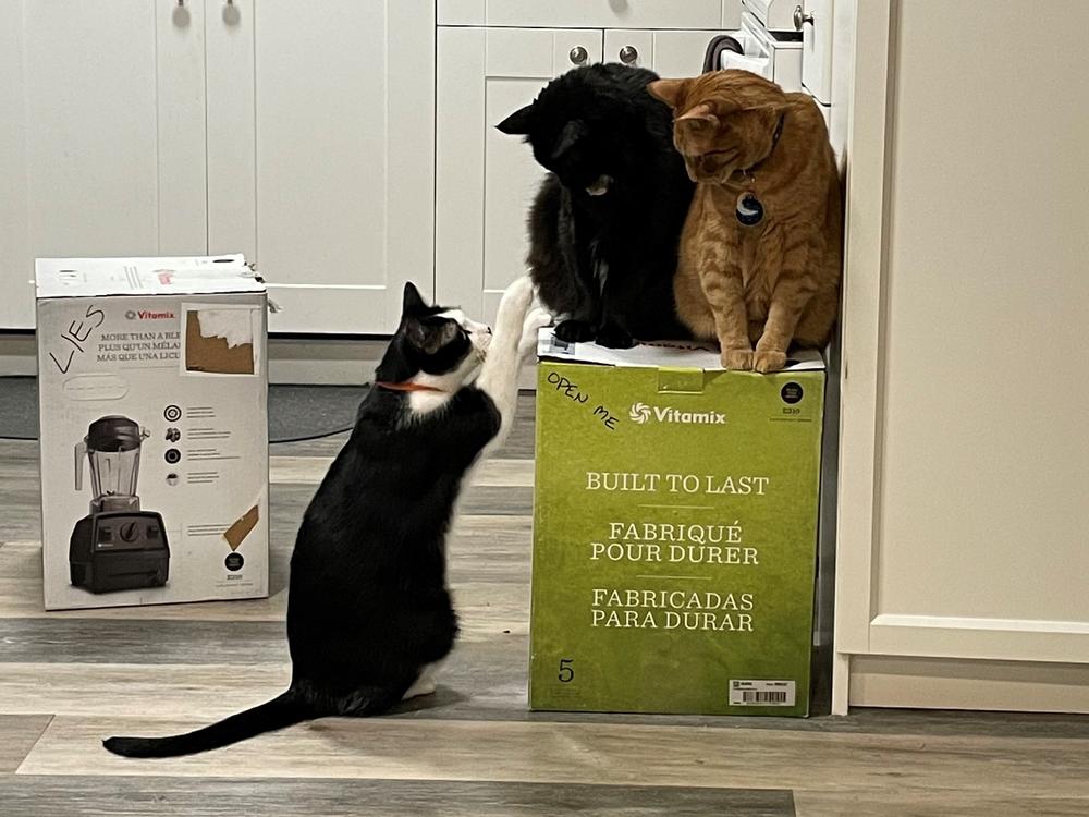 Jessica Gerson-Neeves and her wife have been mired in a standoff for weeks with their three cats over a Vitamix blender.