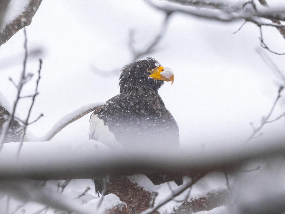 sea eagle