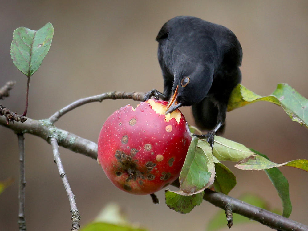 Fruit-eating animals spread the seeds of plants in ecosystems around the world. Their decline means plants could have a harder time finding new habitats as the climate changes.