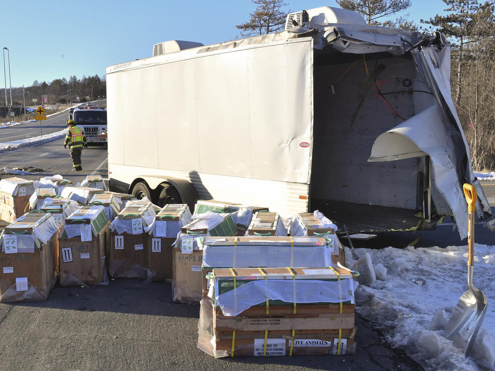Crates holding live monkeys are collected next to the trailer they were being transported in along state Route 54 at the intersection with Interstate 80 near Danville, Pa., Friday, after a pickup pulling the trailer carrying the monkeys was hit by a dump truck. Several monkeys were on the loose at the time of the photo.