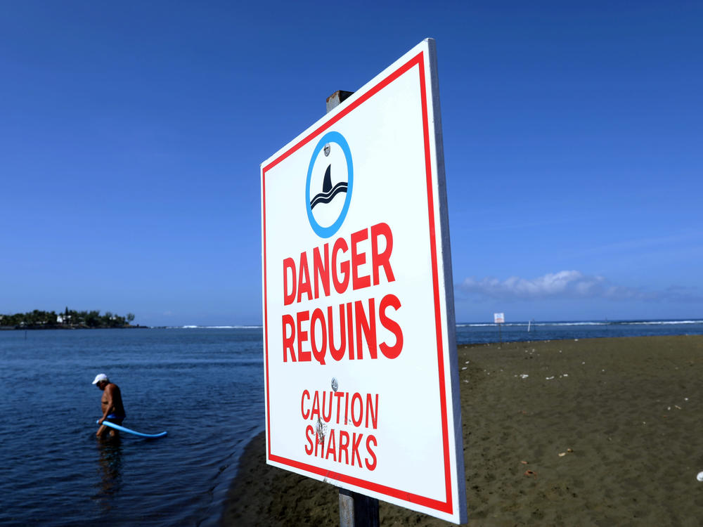A man enters the water next to a sign warning on the danger of shark attacks at the L'Etang-Salé beach, on the Indian Ocean island of La Réunion in 2019.