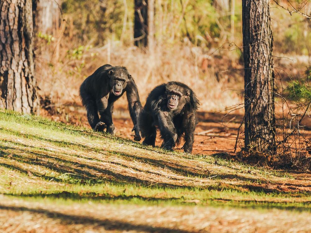 Two chimpanzees roam the grounds of Chimp Haven in Louisiana. Many former research chimpanzees have been sent to retire at the sanctuary.