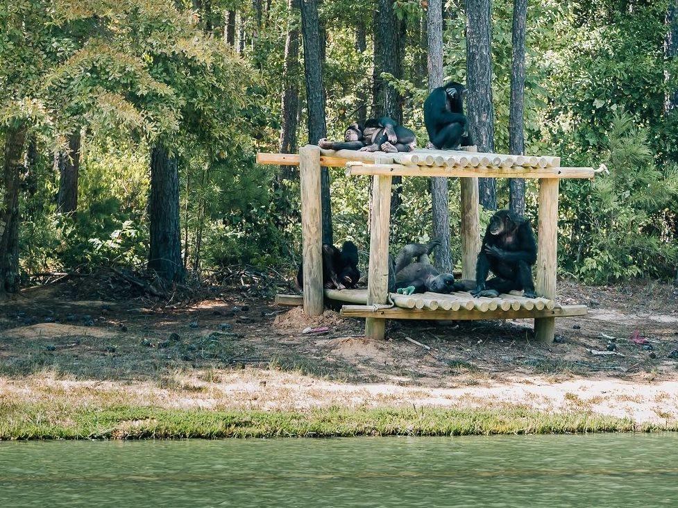 Chimpanzees lounge on a structure at Chimp Haven. The sanctuary is home to hundreds of the primates.