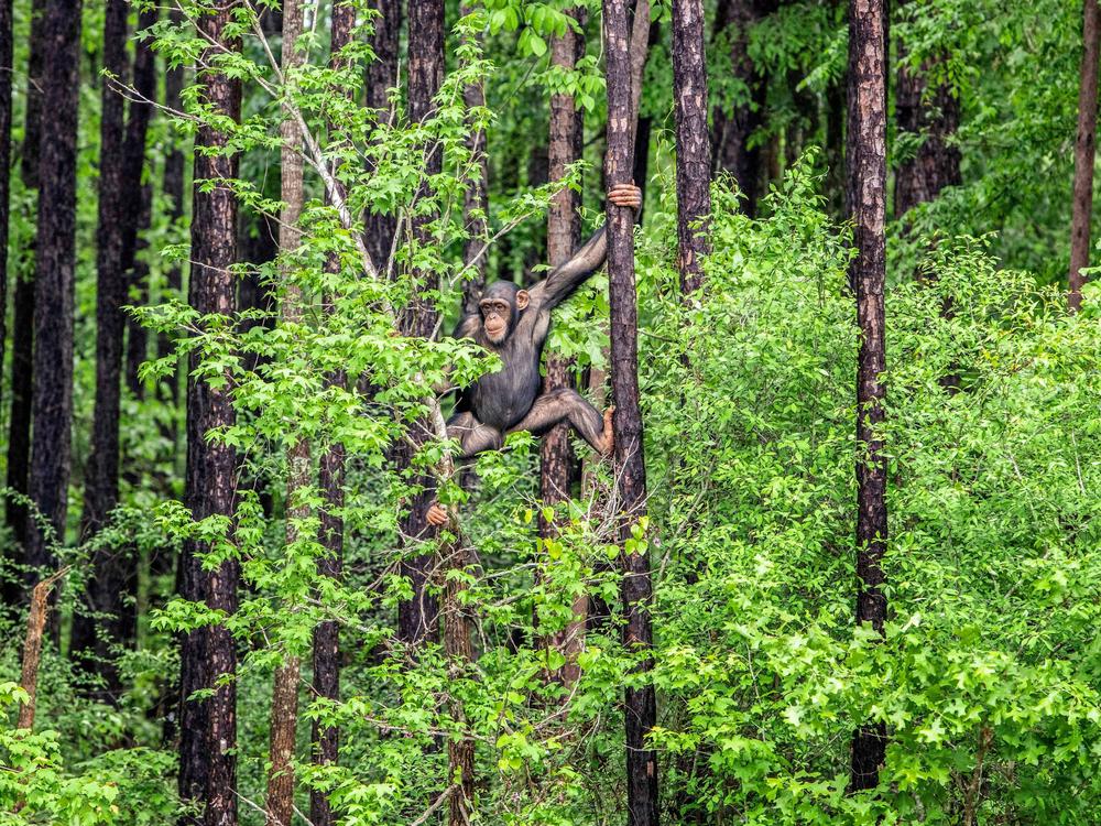 A chimpanzee climbs a tree at Chimp Haven in Louisiana.